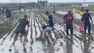 獨／萬丹泰國蝦流到農田　民眾拿撈網打撈