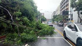 內湖瑞光路大樹倒塌。（圖／翻攝畫面）