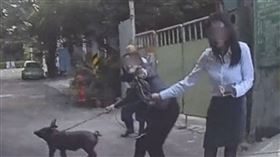 小黑豬街頭「出逃」引起熱心民眾圍捕，警方助力成功解救。