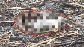 疑福順輪船員遺體被尋獲。（圖／翻攝畫面）