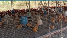 彰化雞舍（圖／台灣房屋提供））