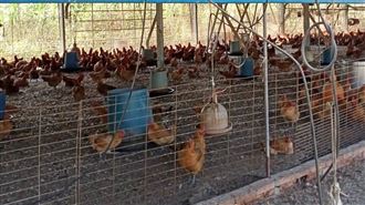 183萬隻雞沒命　凱米重創畜產業損失2.5億