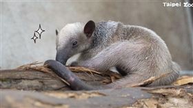 小食蟻獸「小紅」的新生寶寶「紅龍」滿月照。（圖／翻攝自臺北市立動物園官方臉書粉專）