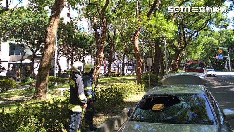 北市驚傳路樹斷裂意外　樹幹砸穿擋風玻璃