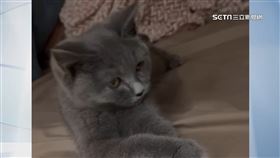 3萬8買「英短」！3個月後病逝　控貓舍賣病貓、只想用錢打發