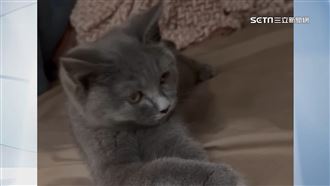 獨／3萬8買英短3個月病逝　控貓舍賣病貓