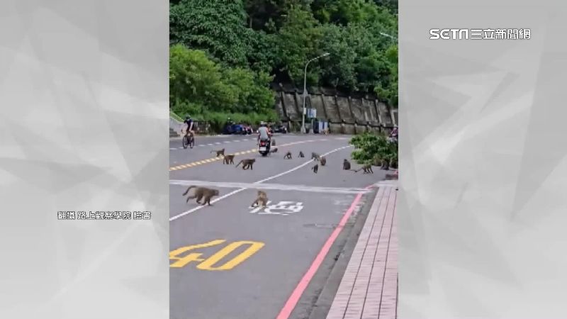 颱風後猴群「巨量」出沒　民眾：猩球崛起