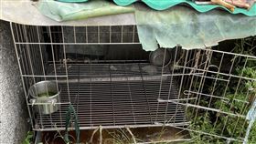 毛孩,動保處,出國,腐爛,長蛆,開罰,新北,驟逝