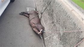 苗栗,台61,黑豬,掉落,嚇死（圖／翻攝畫面）