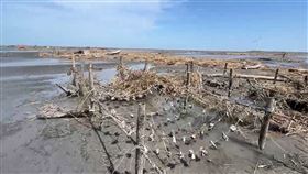 彰化蚵田慘況曝，芒草，蚵架全毀，500多公頃全死光，蚵農心碎欲哭無淚，(圖／翻攝畫面)