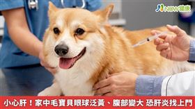 名家專用／新北市動保處表示，寵物就像是自己的家人，守護家人的健康是最重要的事。（勿用）