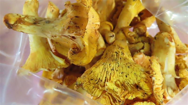 新／ 聯馥食品進口黃蘑菇竟「檢出輻射」