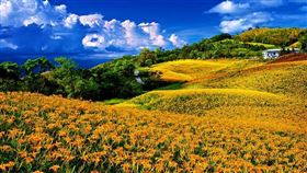 卡娜赫拉與「赤科山金針花季」聯名！漫遊金色花園裡賞花趣