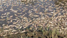 彰化貓羅溪漂浮大量死魚  散發臭味有民眾在彰化縣芬園鄉貓羅溪溪尾二橋下發現漂浮大量死魚，散發濃濃臭味，水利署第三河川分署將請廠商前往清理。（米諾斯提供）中央社記者鄭維真傳真  113年7月30日