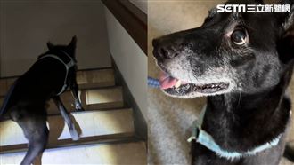獨／沒電！愛犬「孤獨快窒息」爬11樓酷刑