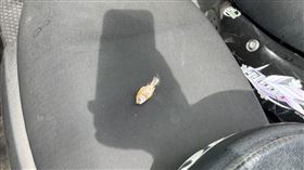 郭女在機車座墊上發現一條小魚。（圖／民眾提供）