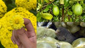 印度籍,越南,河內,鰻魚,檸檬,腹腔,腹痛