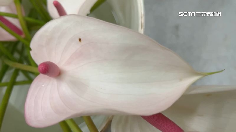 去年外銷產值1億7千萬！火鶴花慘淹出貨難