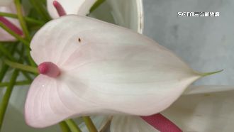 去年外銷產值1億7千萬！火鶴花慘淹出貨難