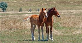 馬匹
（示意圖／翻攝自Pexels）