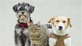 ▲寵物是現代人的精神寄託。（圖／CANVA製作）