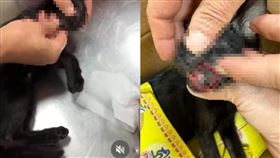 林姓男子將友人飼養的幼貓虐死。（圖／翻攝自飼主IG）