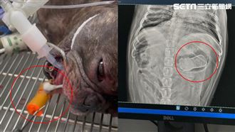 獨／法鬥吞「雞頭卡7天」噴1萬5夾出狂閃