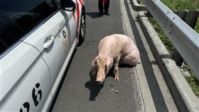豬隻,國道,大林路段