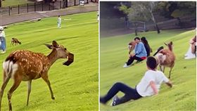 位於日本奈良的鹿群不僅是當地重要的文化財、也是遠近馳名的觀光資源，但近日卻屢屢傳出奈良鹿群遭到中國遊客惡搞，亂踢亂打、或是以沾滿鹿群排泄物的仙貝強迫餵食等，網路上這些惡行遭到譴責的同時，奈良鹿群似乎也在為自己受到的待遇展開了「報復」（翻攝自Ｘ）