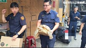 寵物蘇卡達象龜逃家。（圖／文山第一分局）
