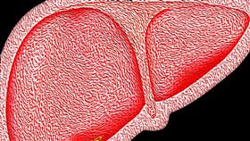 醫師錢政弘表示，肝臟沒有神經，即使發生肝癌也不會疼痛。(示意圖/Pixabay)