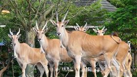 麟洋配奪金！北市動物園推合照羚羊送禮。（圖／翻攝自台北市立動物園臉書）