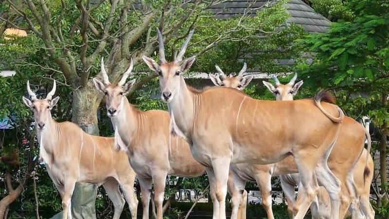 麟洋配奪金！北市動物園推合照羚羊送禮