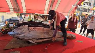 普渡大手筆！「豪」供品　30萬黑鮪魚上桌