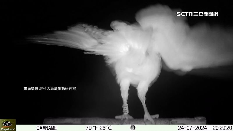 珍貴畫面曝光　夜鷹緊揪棲架挺過颱風夜