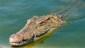 鱷魚(圖／PIXABAY)