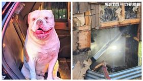 鬥牛犬（圖／Ontario Provincial Police – Central Region）