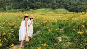 最美金黃地毯，花蓮金針花季8-9月登場。（圖／飯店旅宿業者提供）