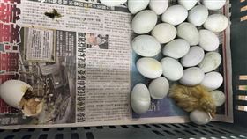 眼前的蛋架竟蹦出一隻活生生的「黃色小鴨」，讓原po驚嚇之餘也感到奇妙。（圖／翻攝報廢公社畫面）