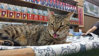 大稻埕一日遊！【漫步貓街大稻埕】在這裡