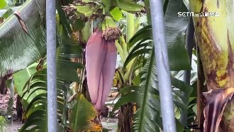 獨／香蕉花能泡茶入菜　遊客驚呼像魷魚絲