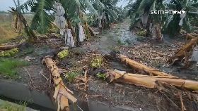 A重創蕉三.億1800