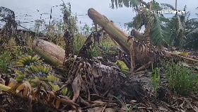 A重創蕉三.億1800