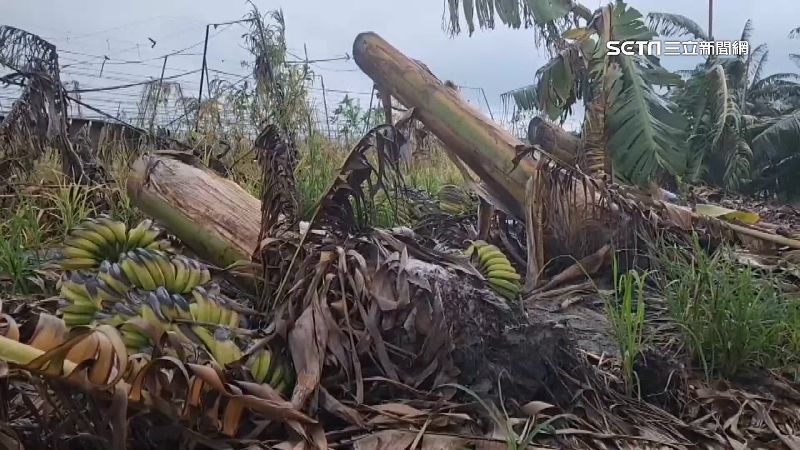 凱米颱風全台農損逾32億！雲林香蕉損3億