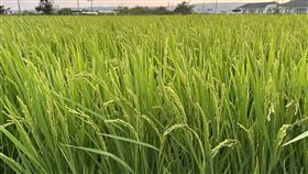 無人機,水稻農,農藥,農民,嘉義