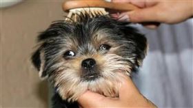 幫狗梳理一下毛，給牠一段適應期，然後再洗澡。圖/取自微信科學養狗