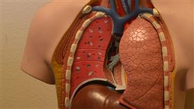 肝臟(示意圖/翻攝自pixabay)