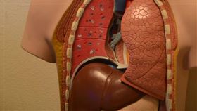 肝臟(示意圖/翻攝自pixabay)