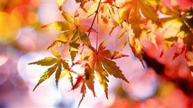 秋天、立秋、楓葉。（示意圖／翻攝自pixabay）