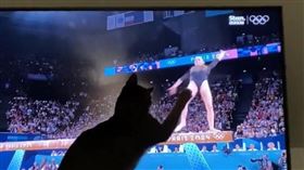 奧運體操女神在平衡木失誤，被電視機前的貓迷「救下」，笑翻網友。(圖annaanna)